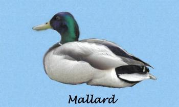 Mallard